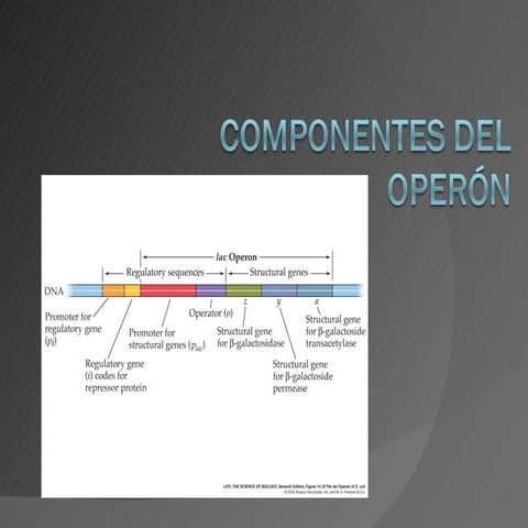 Componentes del operón 23.08.2010