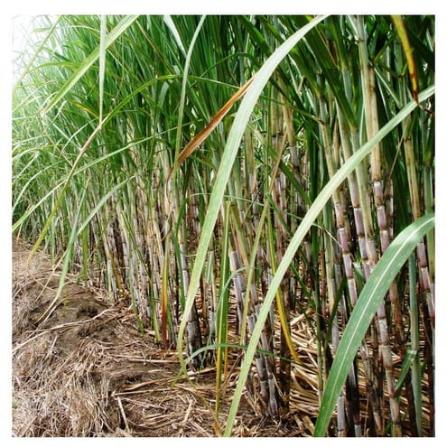 Comportamiento agroindustrial de 7 variedades de caña de azúcar a 900 m.s.n.m...