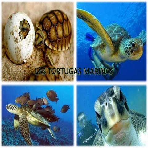 las tortugas marinas