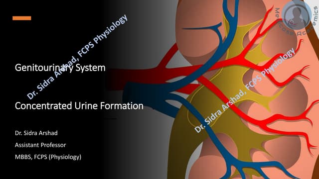 Renal Physiology - Concentrated Urine Formation