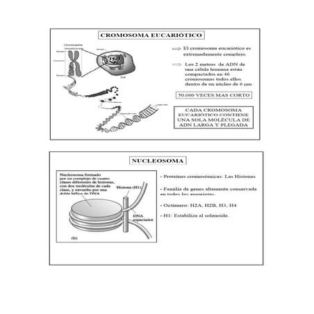 Conceptos de genetica