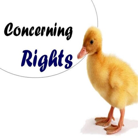 Concerning Rights Part Two: Understanding Animal Rights