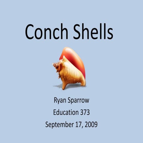 Conch Shells