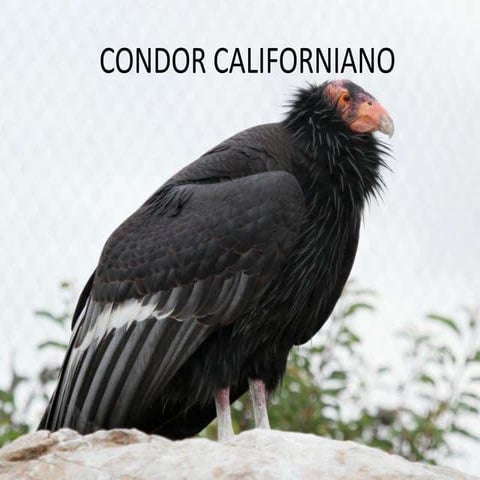 Condor | PPS