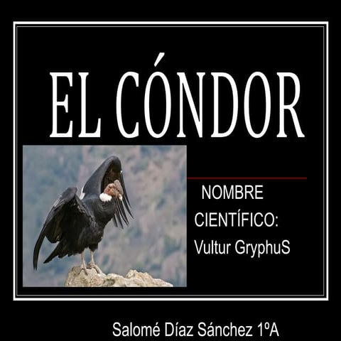 El Cóndor