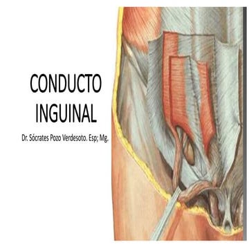 Conducto inguinal