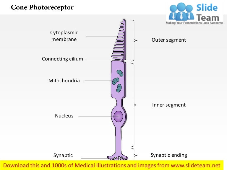 Cone photoreceptor medical images for power point