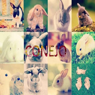 Conejos alimentacion