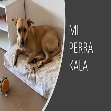 Conferencia rafa kala