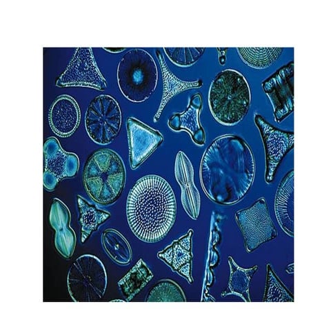 Confer esther zoo marino