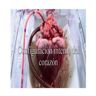 Configuración interna del corazón