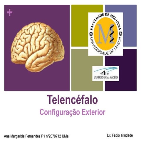 Configuração externa do telencéfalo