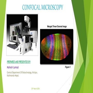 Confocal microscopy