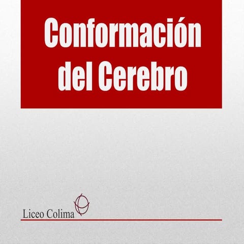 Conformación del cerebro