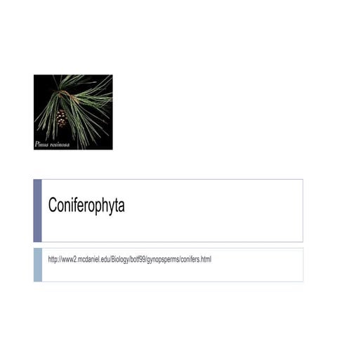 Coniferophyta
