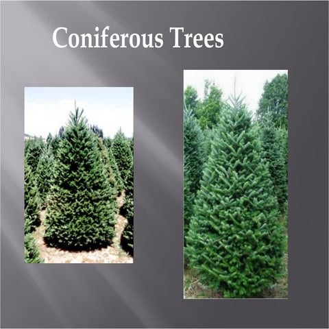 Trees, deciduous and coniferous (teach)