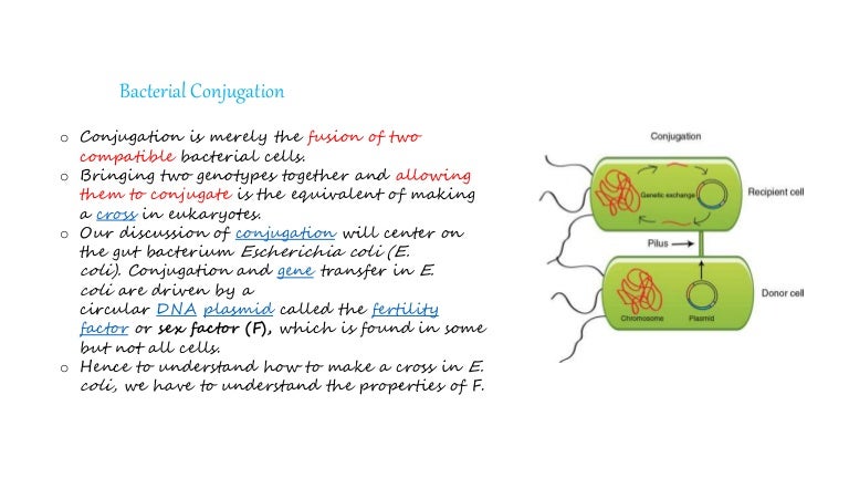 Bacterial Conjugation Genetic Recombination In Bacteria
