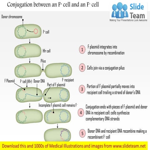 Conjugation between an f+ cell and an f  cell medical images for power point