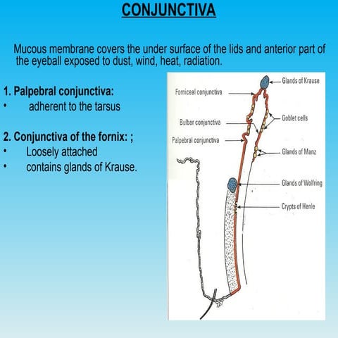 Conjunctiva anatomy and physiology | PPT