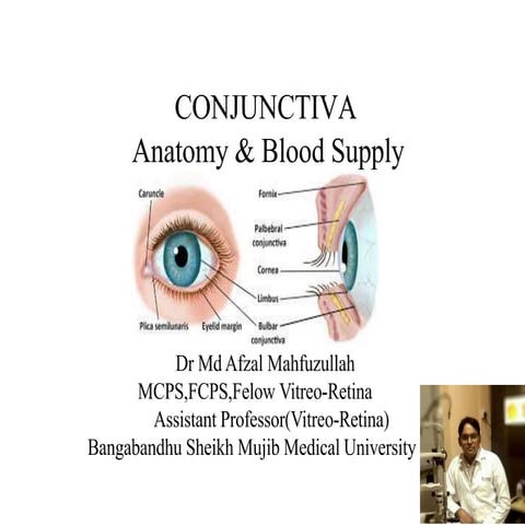 Conjunctival anatomy