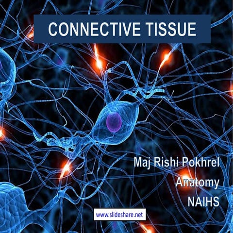 Connective tissue | PPT