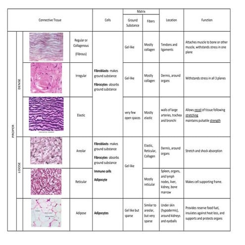 Connective Tissue Table.docx