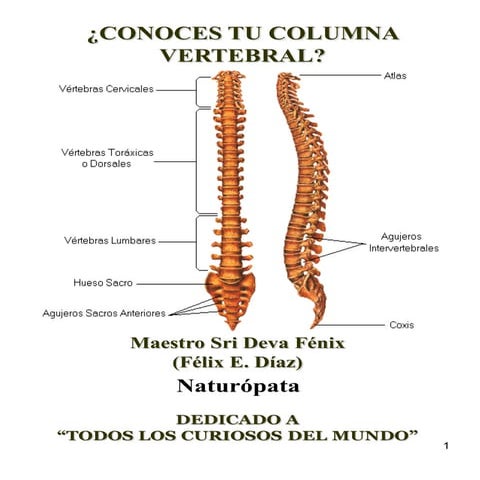 COLUMNA VERTEBRAL y sus cualidades, transtornos | PDF