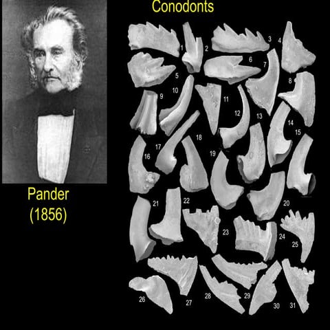 conodonts first discovery and introduction