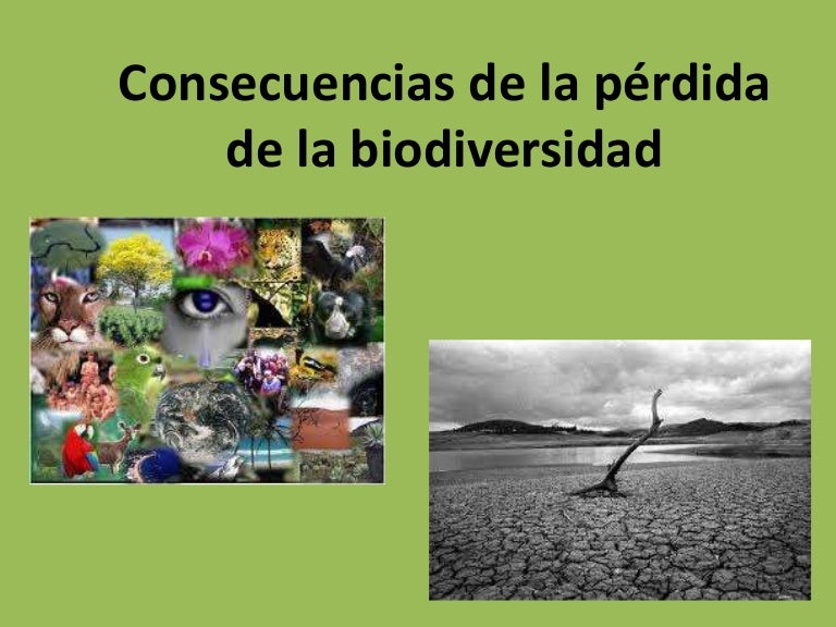 Consecuencias De La Perdida De La Biodiversidad Wikipedia