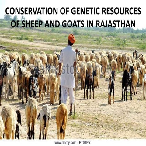 Conservation of genetic resources of sheep and goats