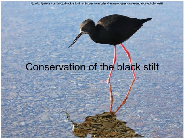 Conservation of the black stilt (Himantopus novaezealandiae)