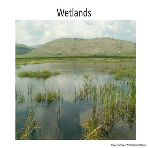 Constructed wetlands summary   code innovation - feb 2013