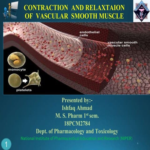 Contraction and relaxtaion of vascular smooth muscle
