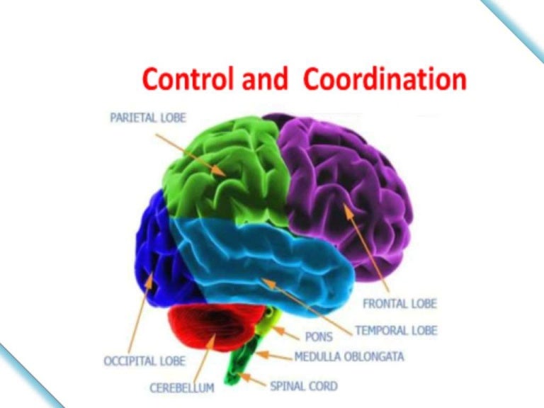 Control and coordination