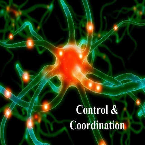 Control and coordination, Brain and its functions