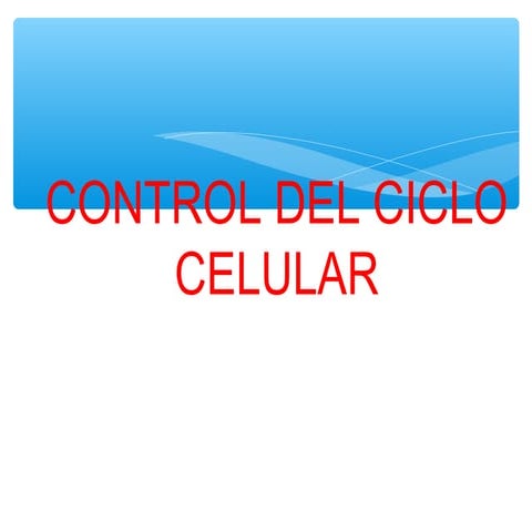 Control del ciclo celular  y cancer 4 medio