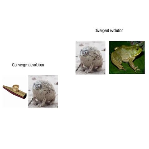 Convergent divergent