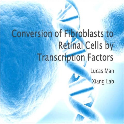 Conversion of fibroblasts to retinal cells by transcription (final) | PPT