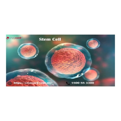 Umbilical Cord Stem Cells | PDF