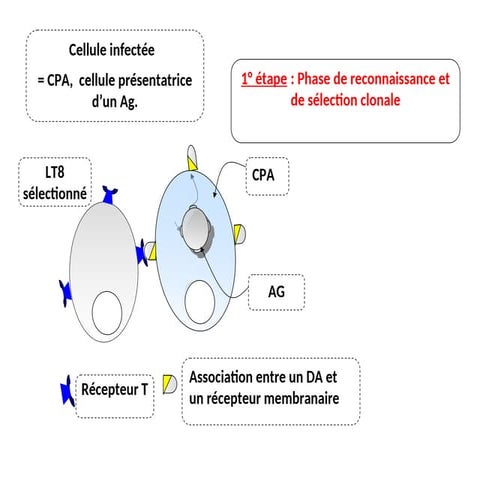 Coopération.pptpppppppppppppppppppppppp | PPT