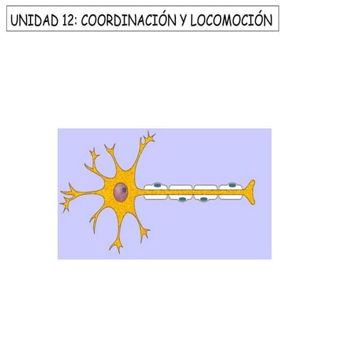 Coordinación y locomoción 2012