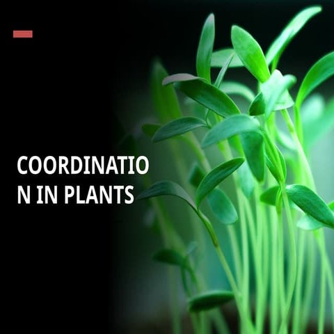 Coordination in Plants IGCSE biology lesson | PPTX
