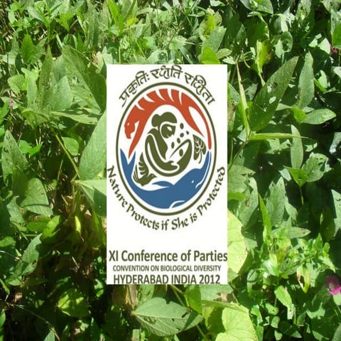 Agrobiodiversity in Great Himalayan National Park:  Challenges for Conservation