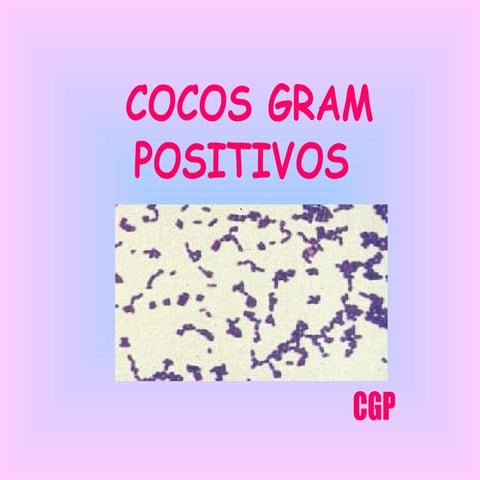 cocos gram positivos