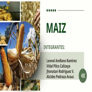 Cultivo del maiz y su comportamiento fisiologico