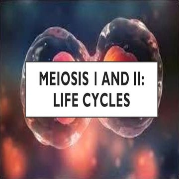 Cell Division - Meiosis | PPTX
