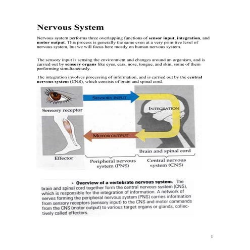 Neurophysiology complete note (hphy 305) 2 | PDF
