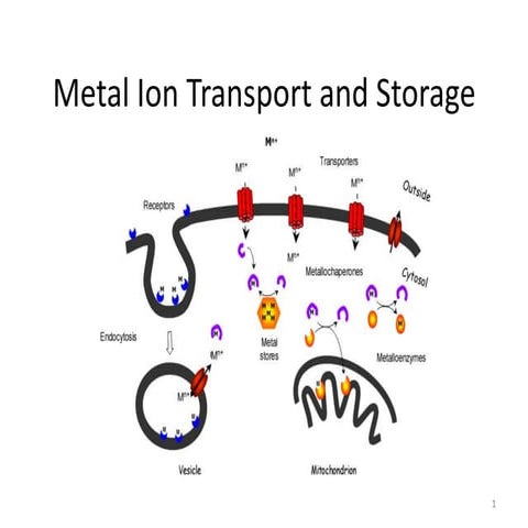 Metal ion transport and storage