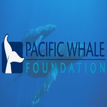 Pacific Whale Foundation - Social Media Strategies (Digital Marketing Today: F17)