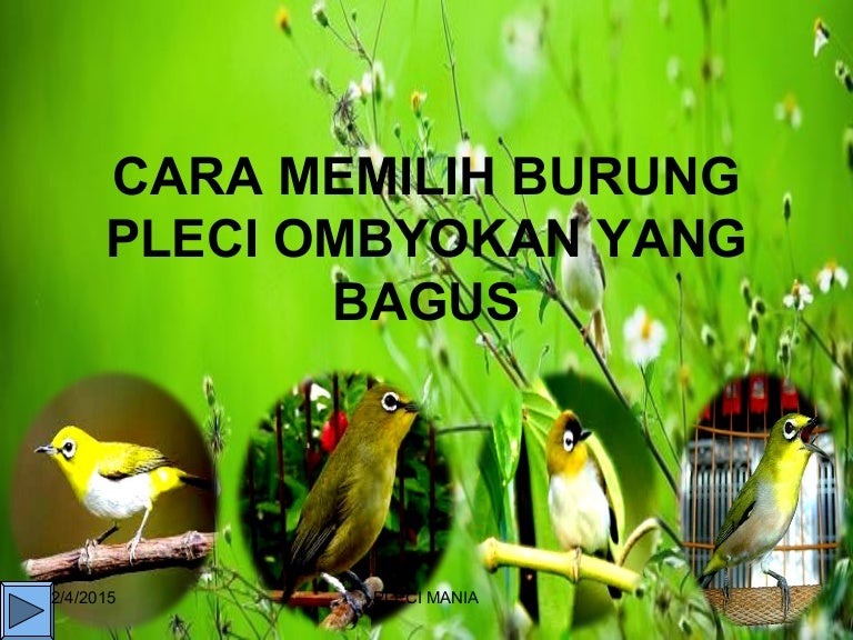Pleci Mania Donicopy Of Powerpoint Doni Irawan